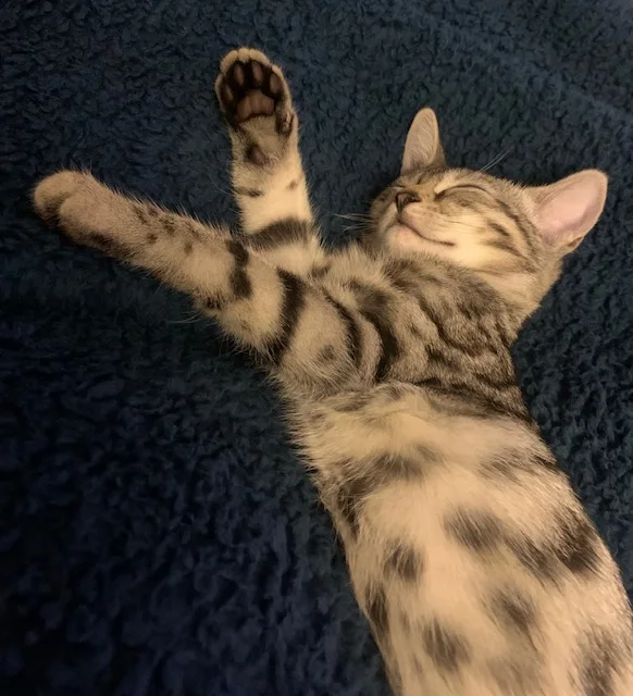 A tabby cat stretching comfortably