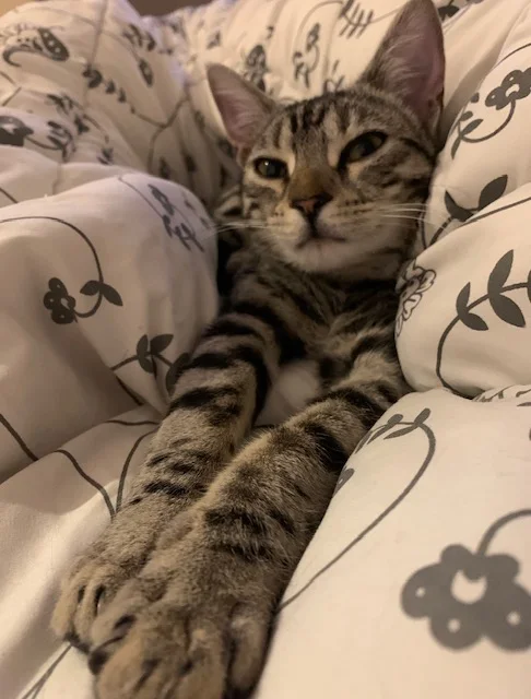 A tabby cat curled up indoors