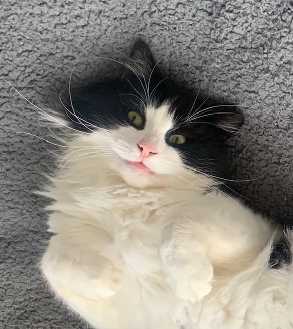 A close portrait of a black and white cat