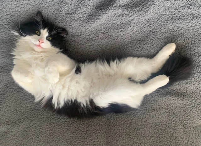 A black and white cat relaxing on a blanket