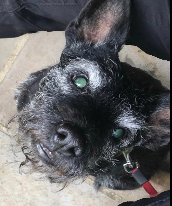 A much-loved dog looking up at the camera