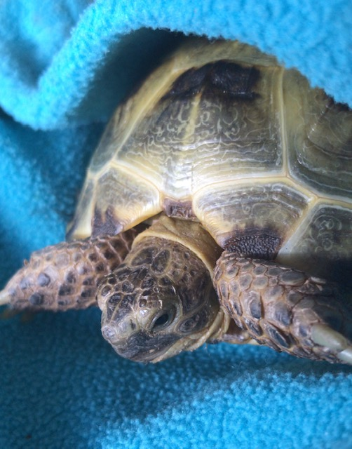 A tortoise resting on a blue towel