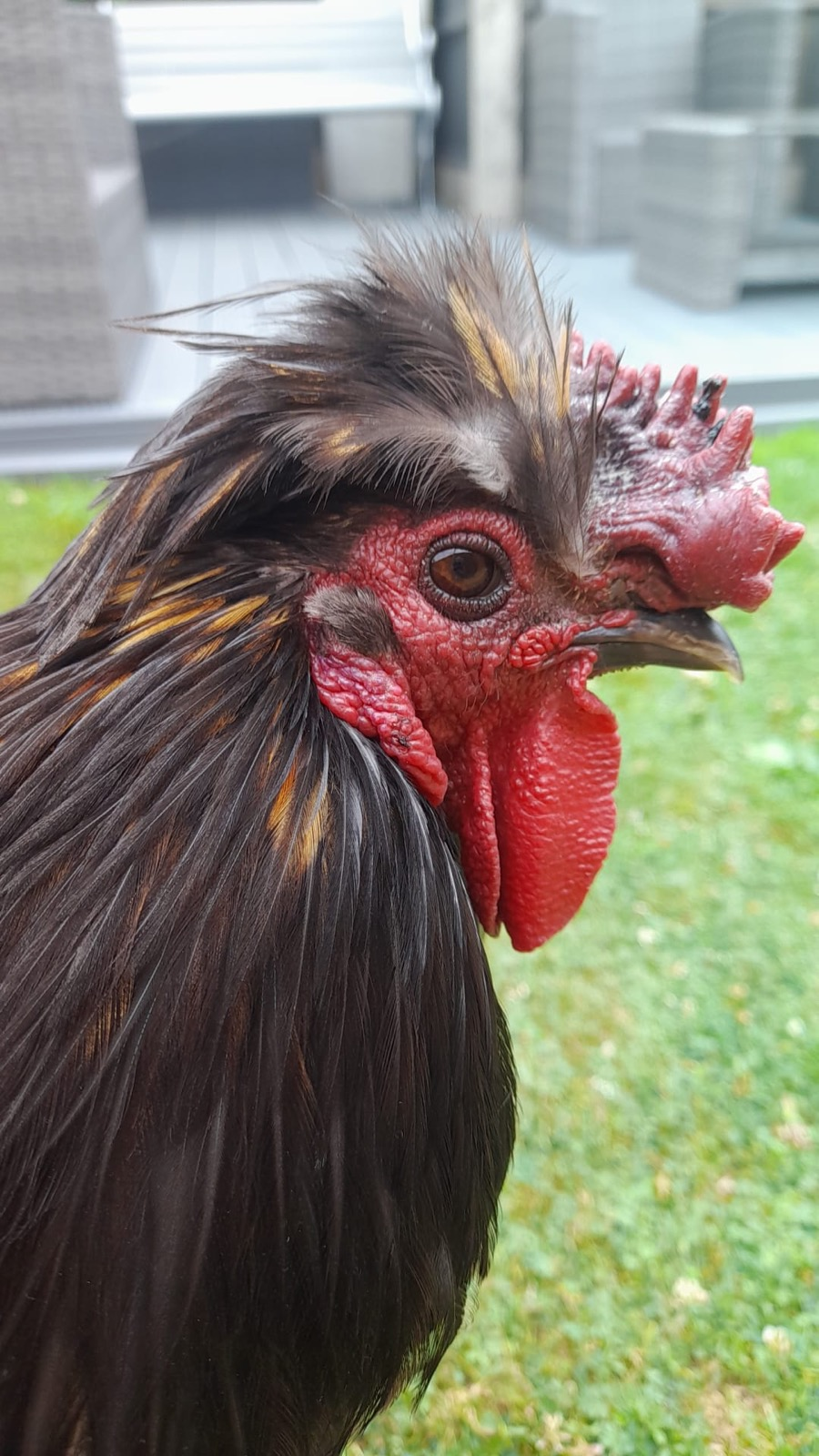 A close portrait of a chicken outdoors